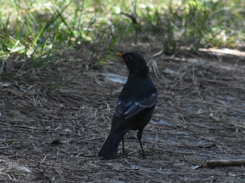 Gray-winged Blackbird - ML644987819