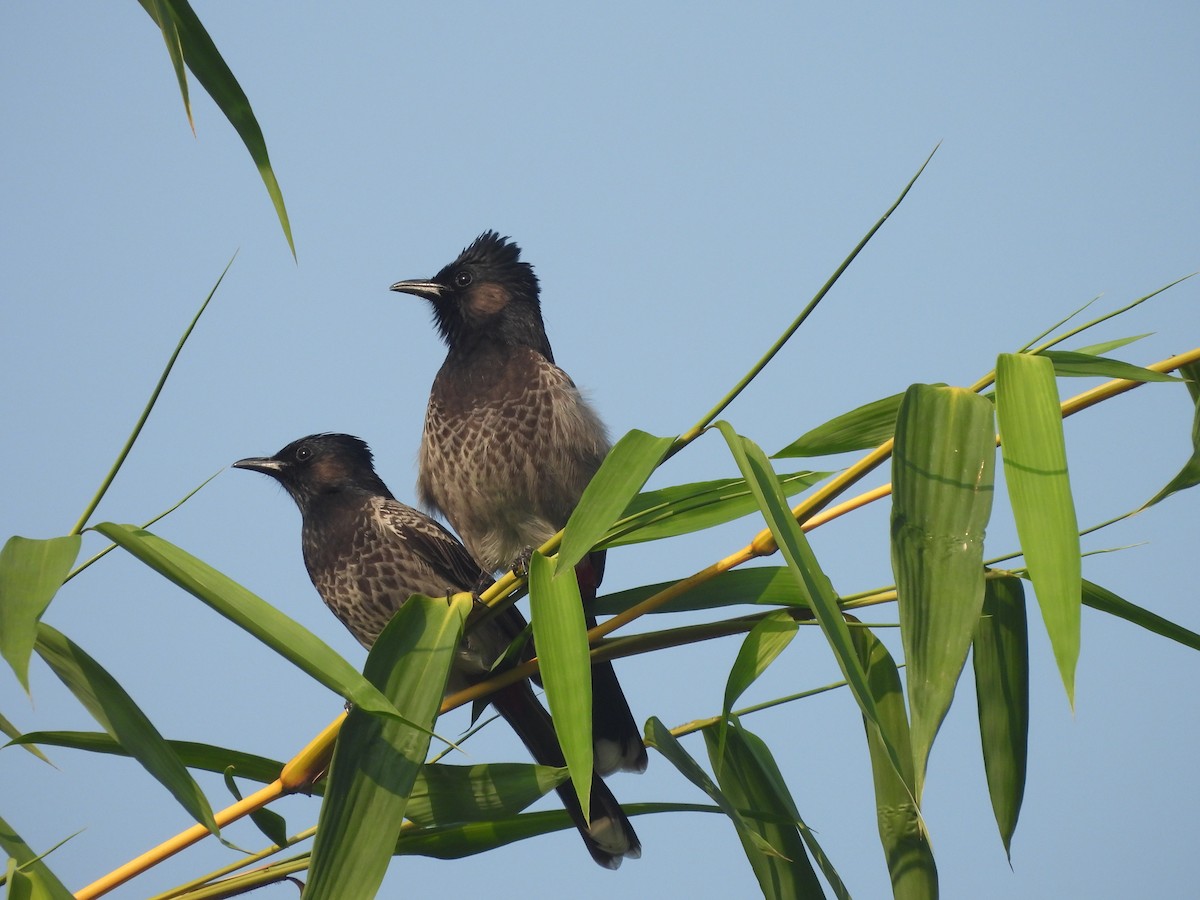 Red-vented Bulbul - ML644987820
