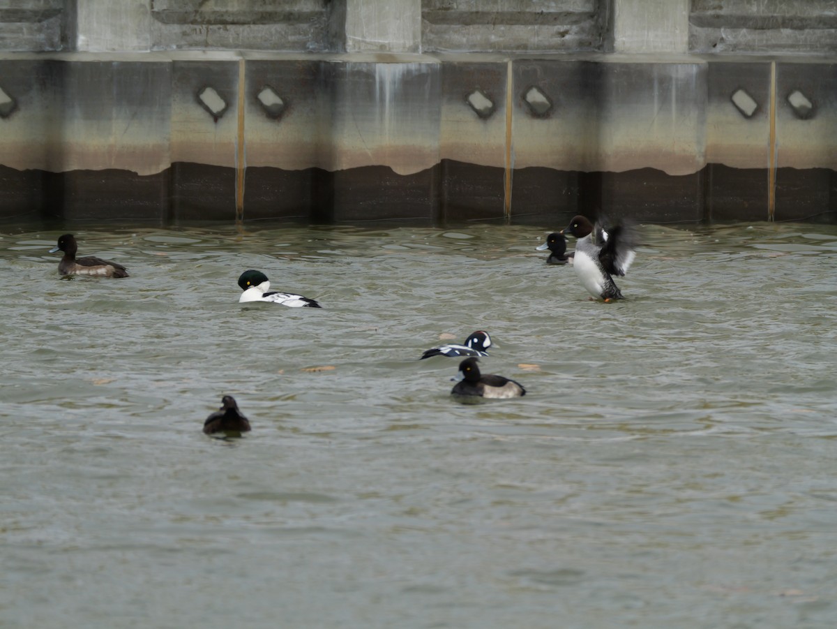 鵲鴨 - ML644987822