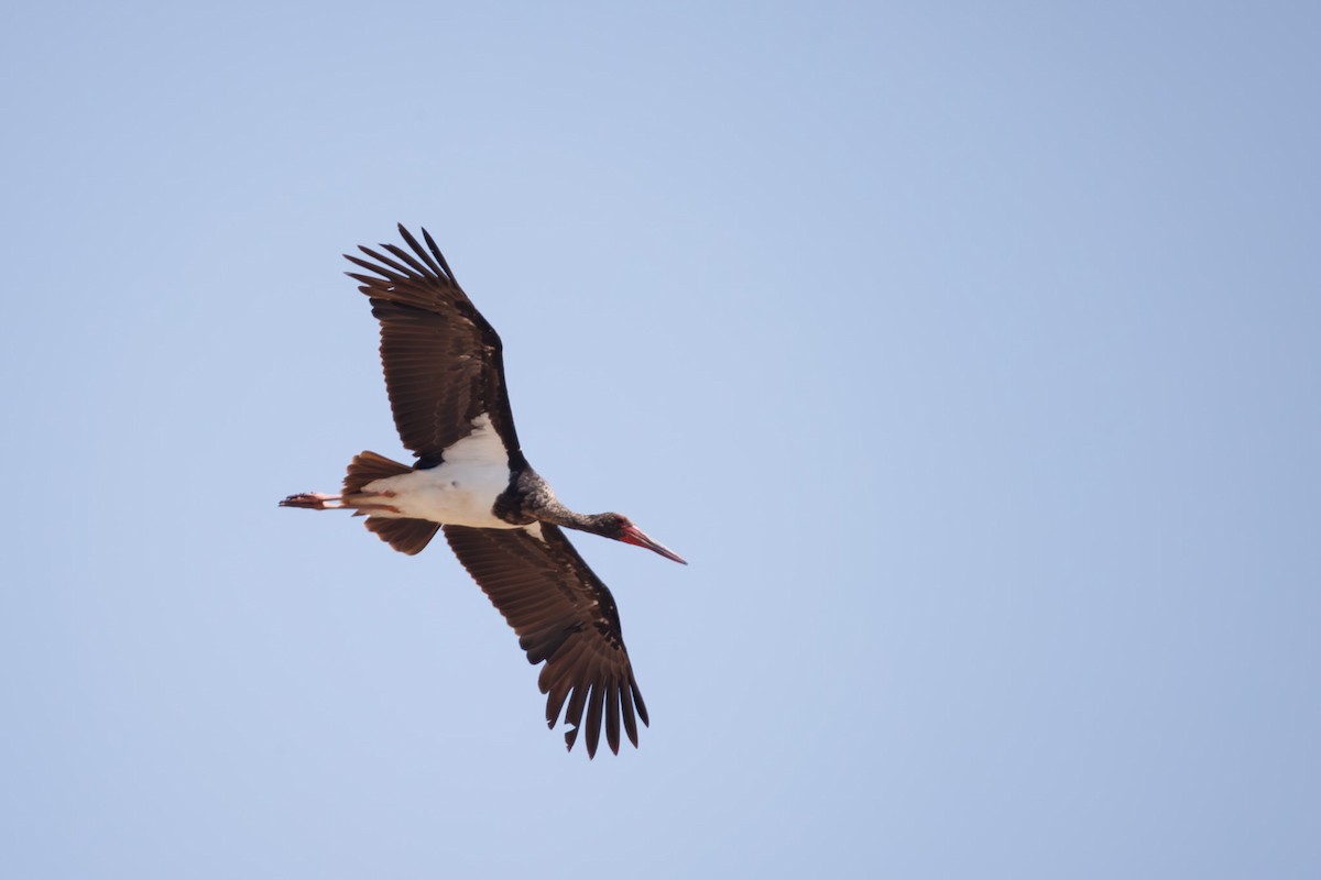 黑鸛 - ML644987823