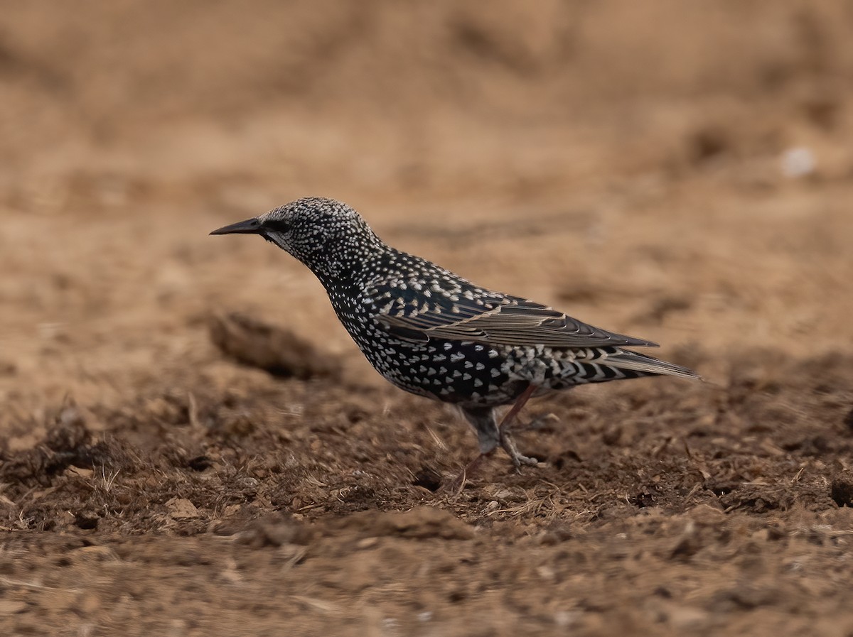 歐洲椋鳥 - ML644987825