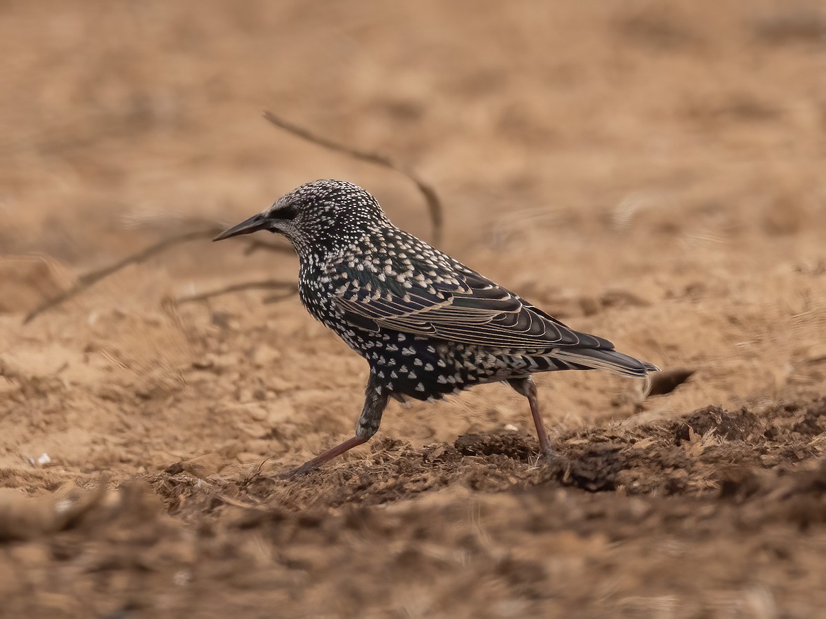 歐洲椋鳥 - ML644987826