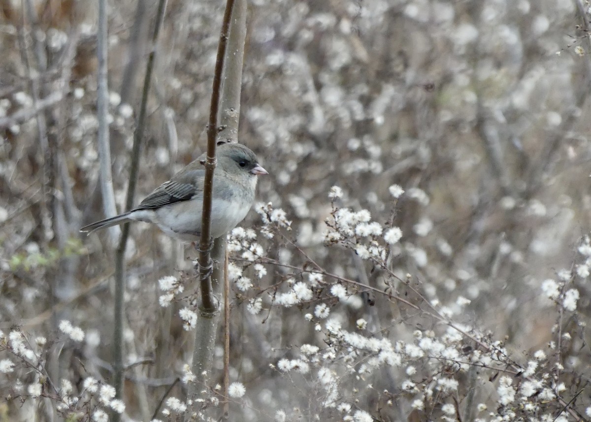 Dark-eyed Junco - ML644987828