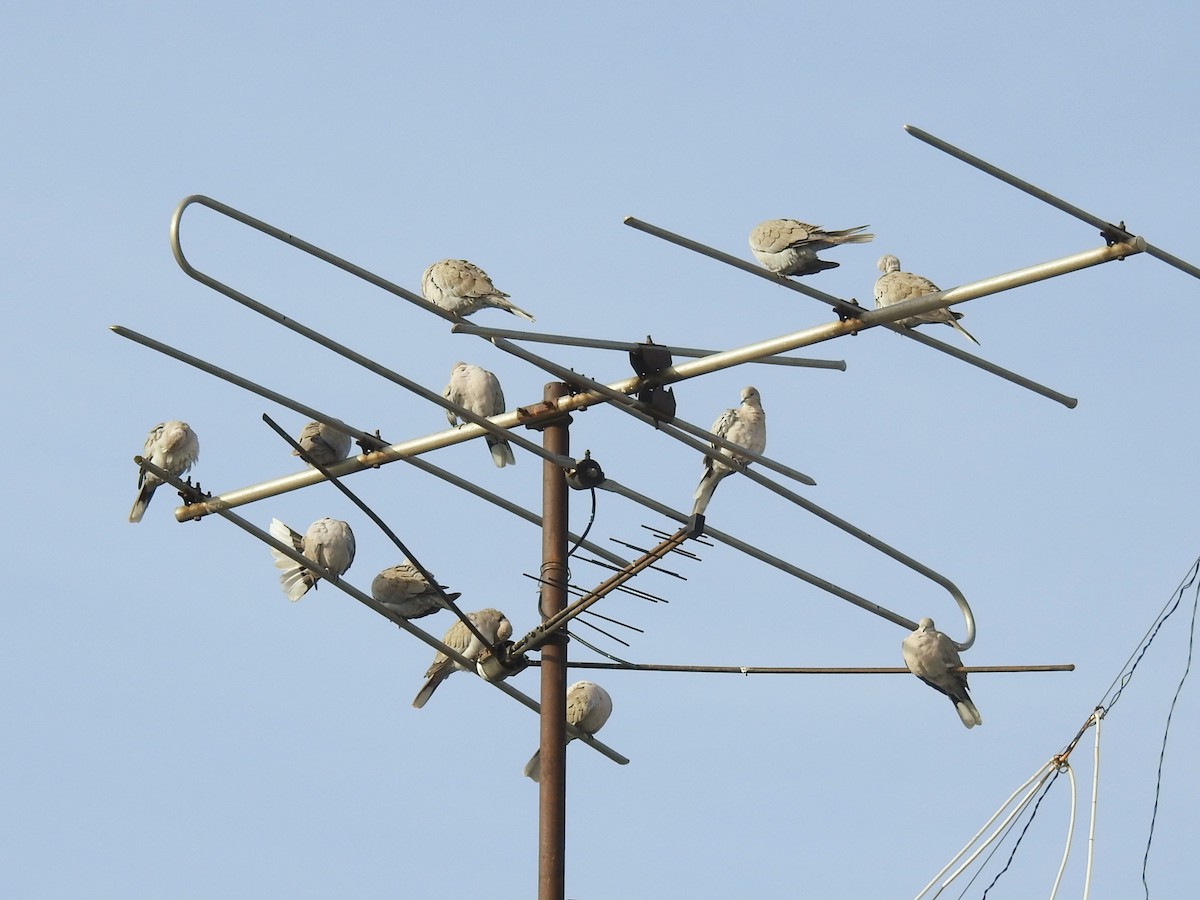 灰斑鳩 - ML644987829