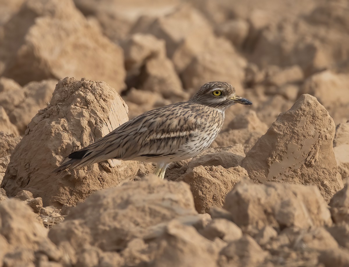Eurasian Thick-knee - ML644987830