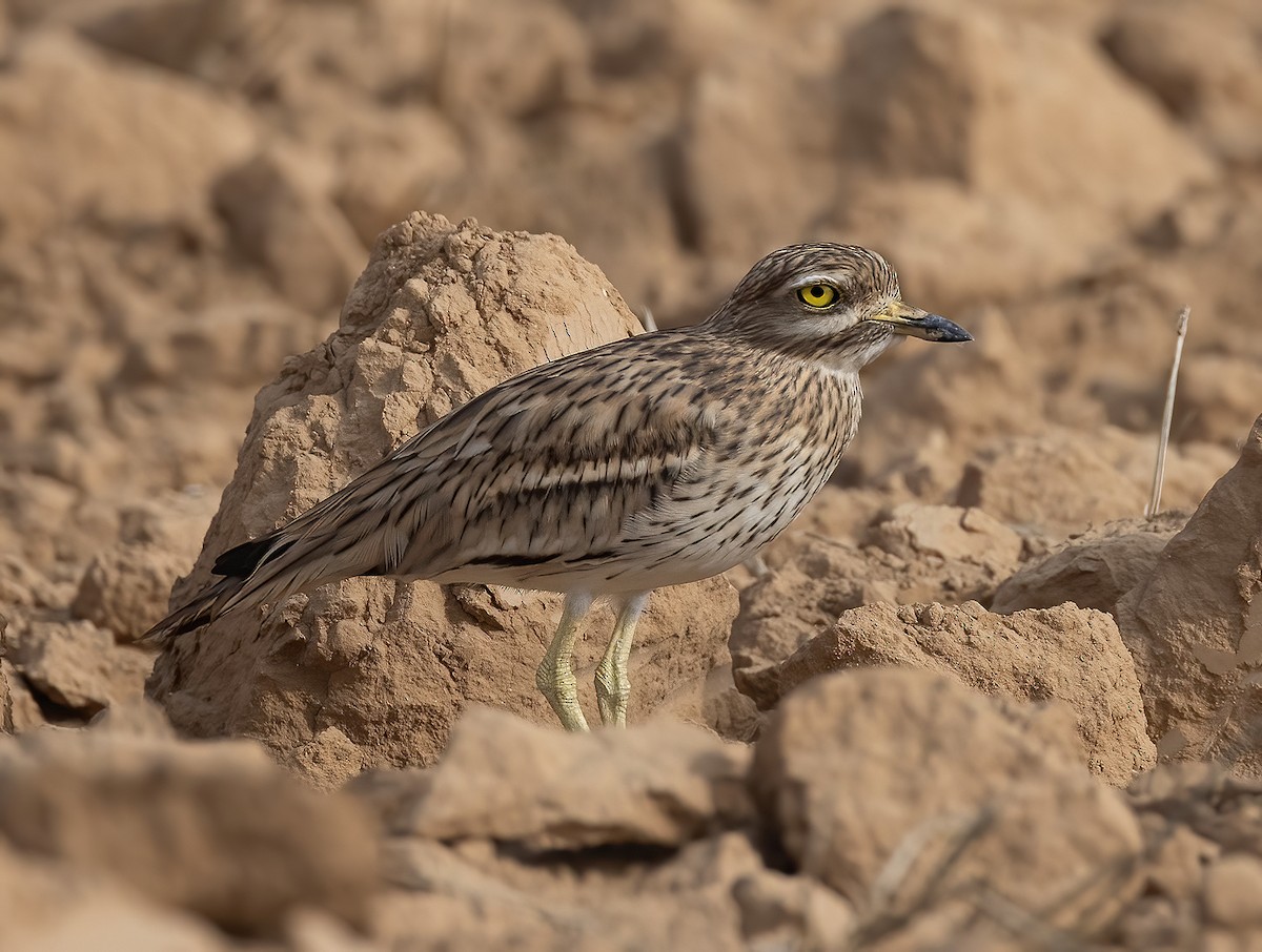Eurasian Thick-knee - ML644987831
