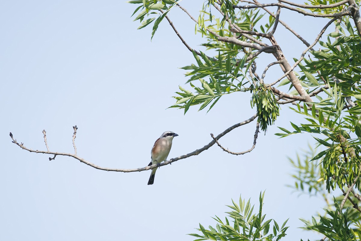 紅背伯勞 - ML644987837