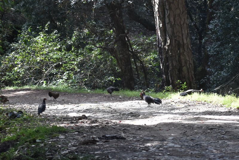 Kalij Pheasant - ML644987839