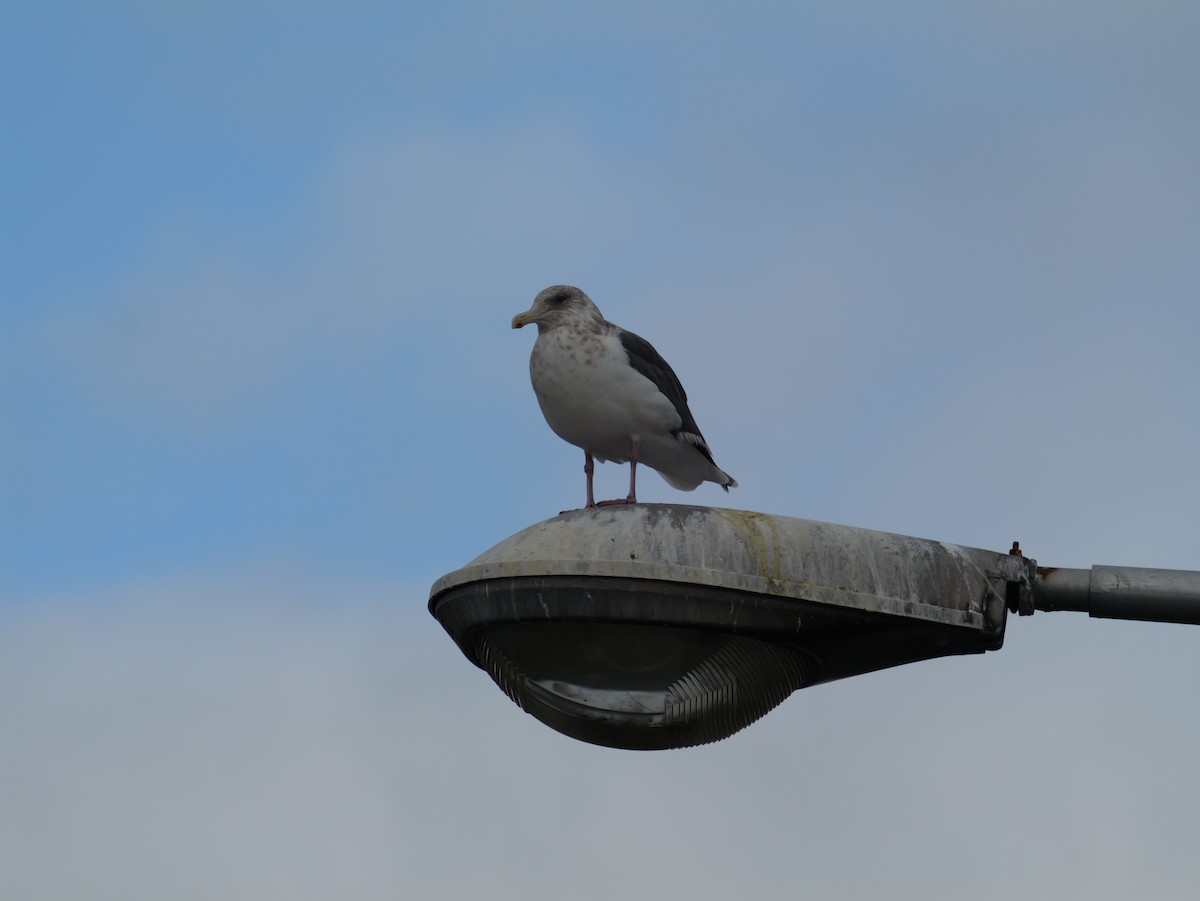 灰背鷗 - ML644987842