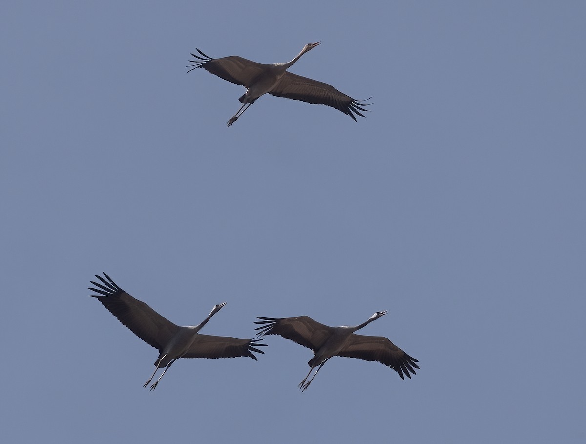 灰鶴 - ML644987844