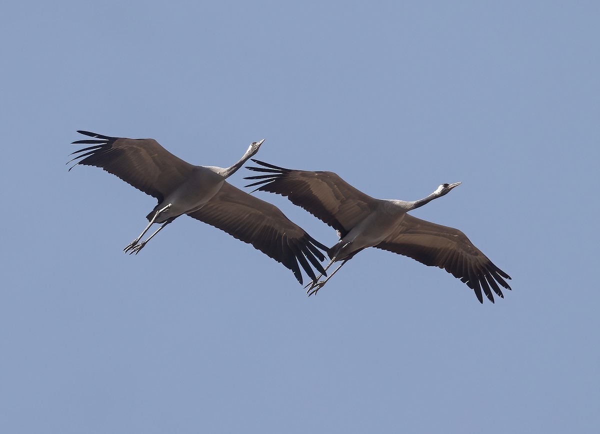 灰鶴 - ML644987845