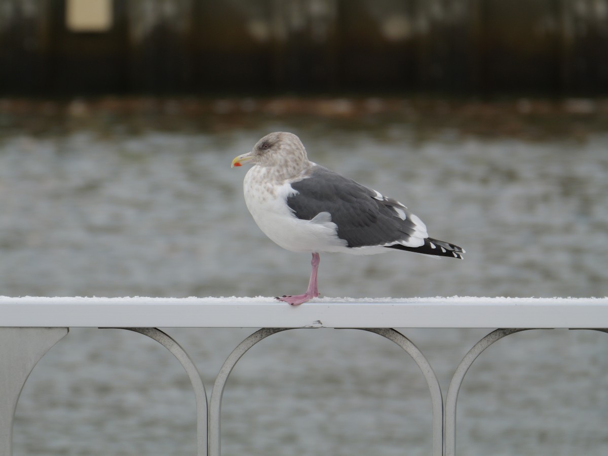 灰背鷗 - ML644987848