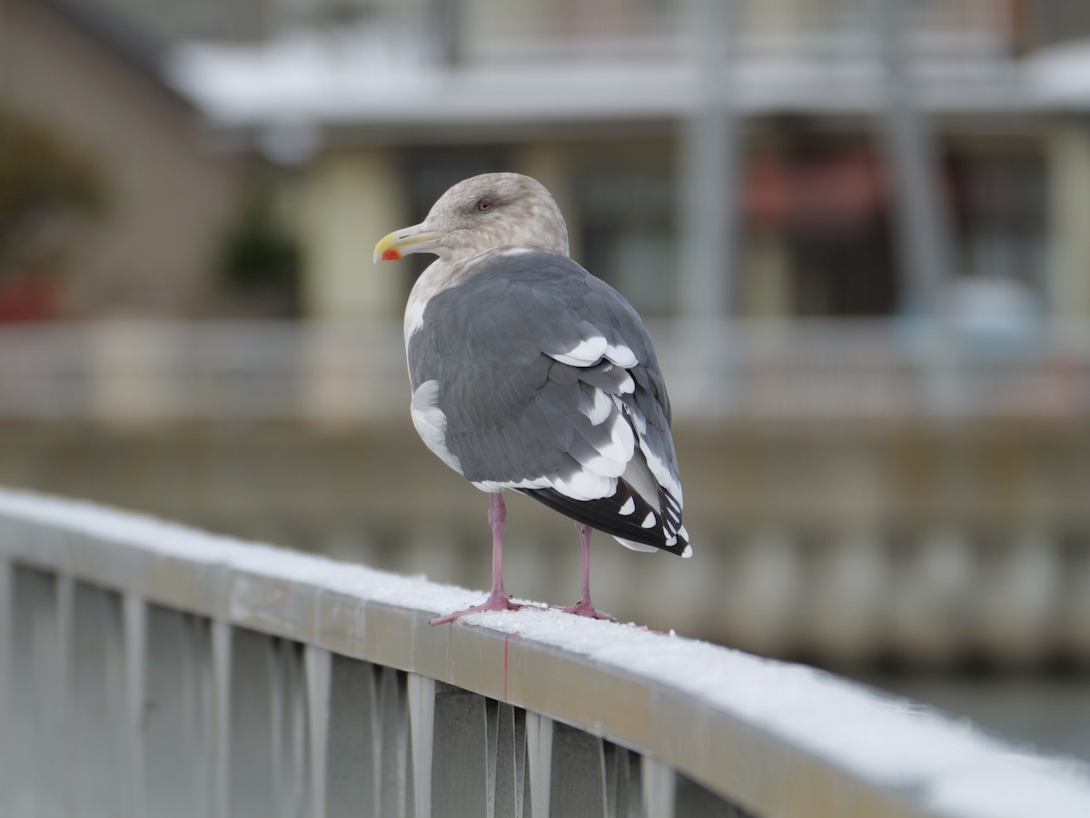 灰背鷗 - ML644987849