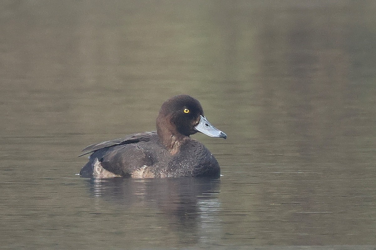 鳳頭潛鴨 - ML644987854