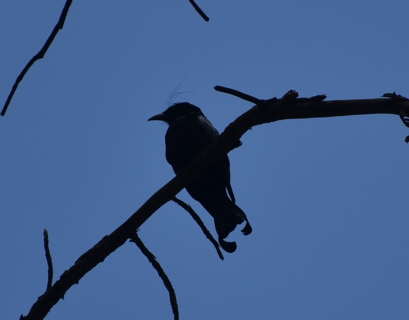 Hair-crested Drongo - ML644987869