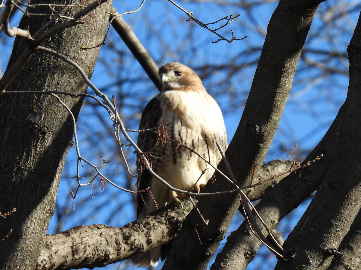 Red-tailed Hawk - ML644987894