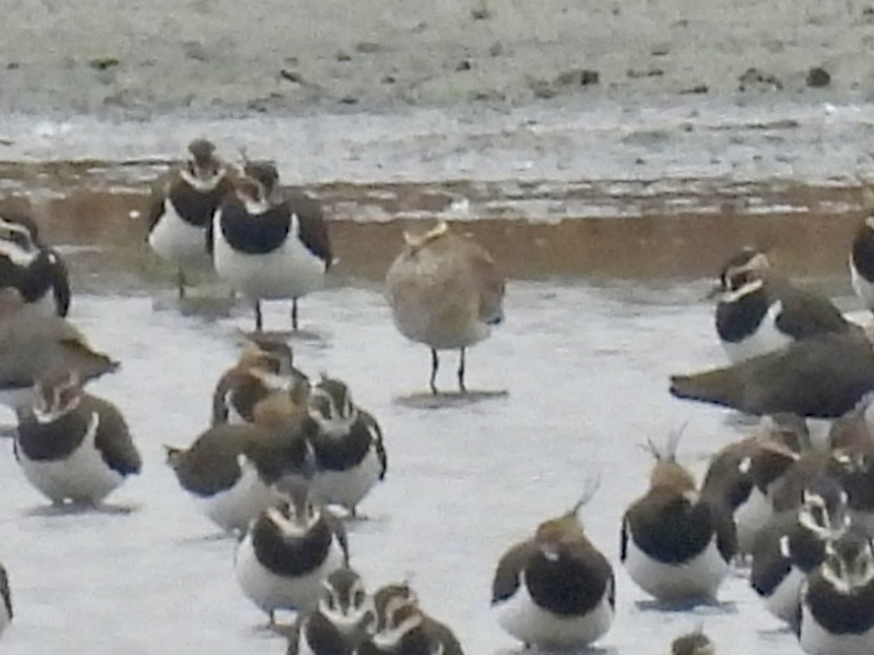 Sociable Lapwing - ML644987928