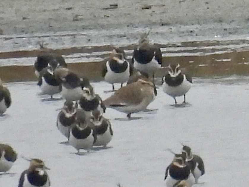 Sociable Lapwing - ML644987929