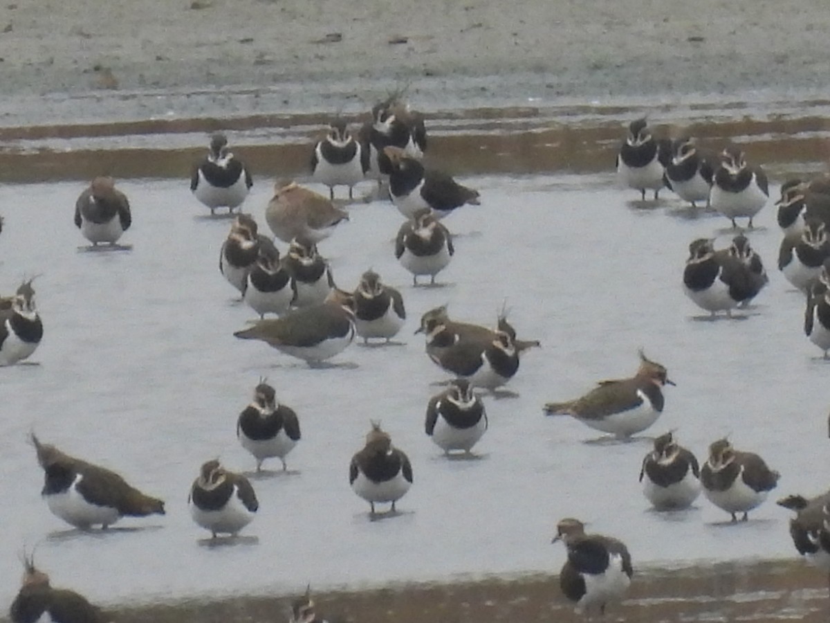 Sociable Lapwing - ML644987930