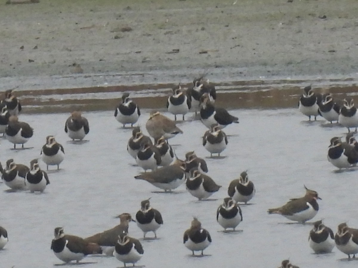 Sociable Lapwing - ML644987931