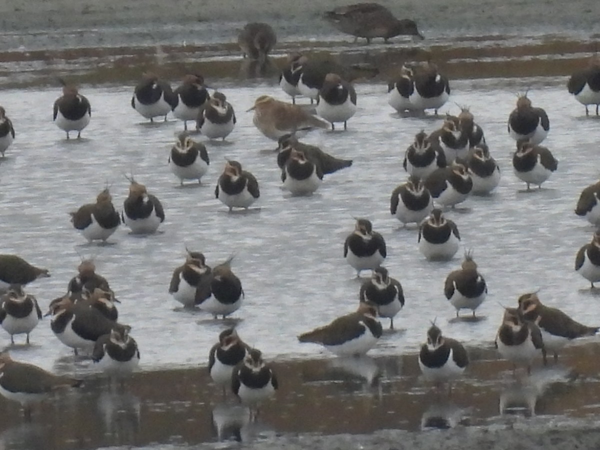 Sociable Lapwing - ML644987932