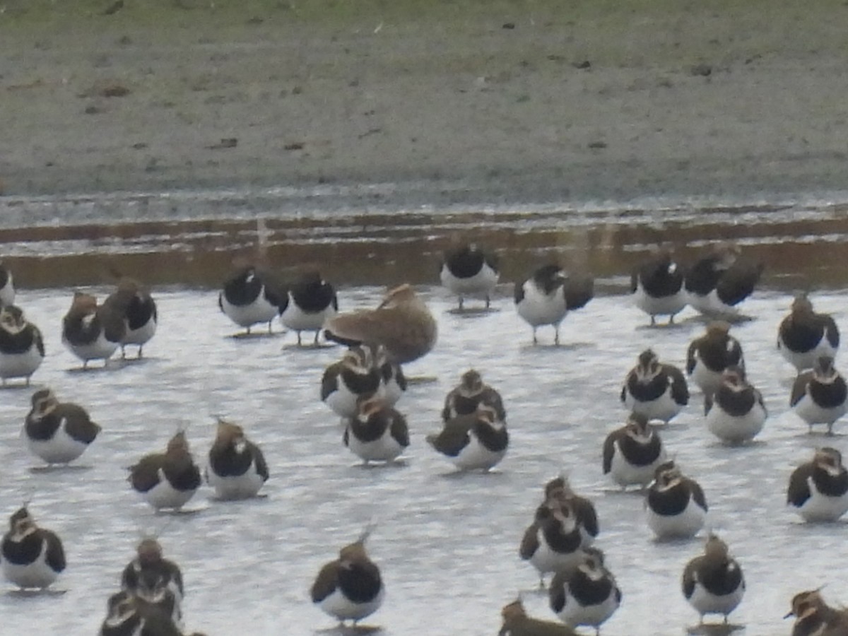 Sociable Lapwing - ML644987933