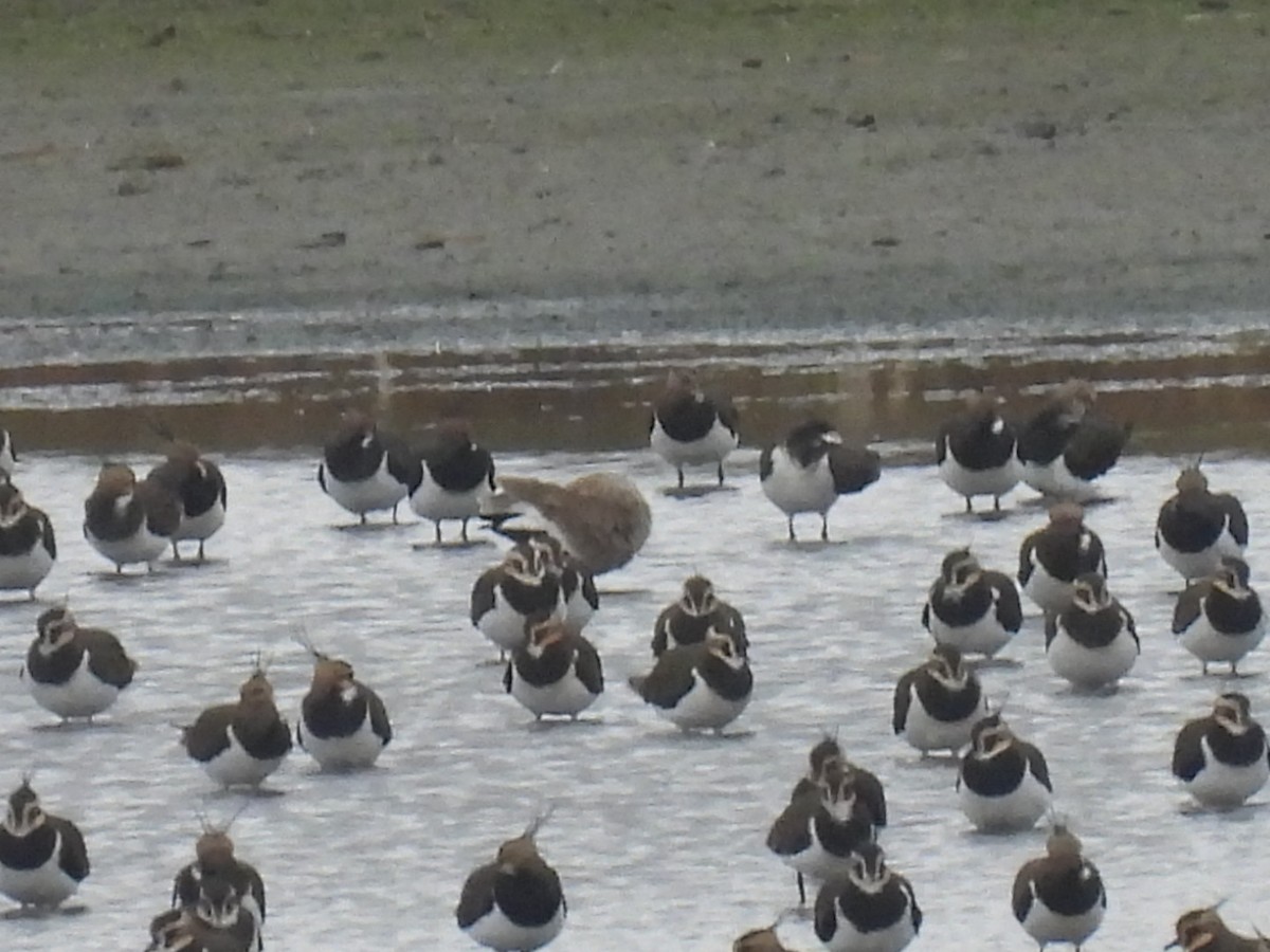 Sociable Lapwing - ML644987934