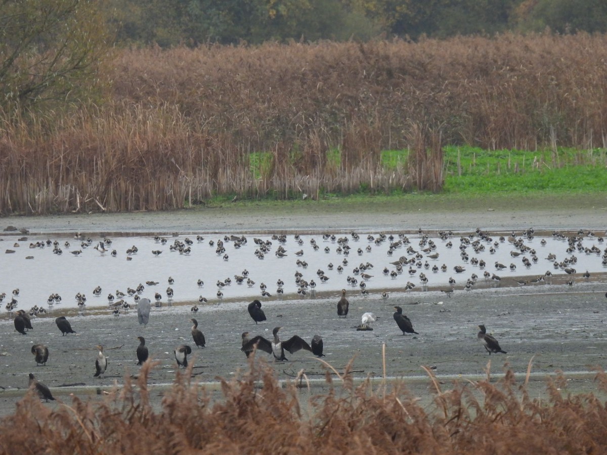 Sociable Lapwing - ML644987935