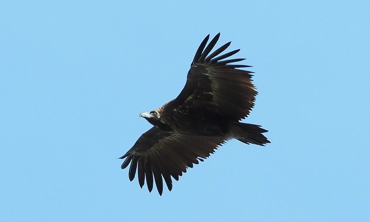 Buitre Negro - ML644987942