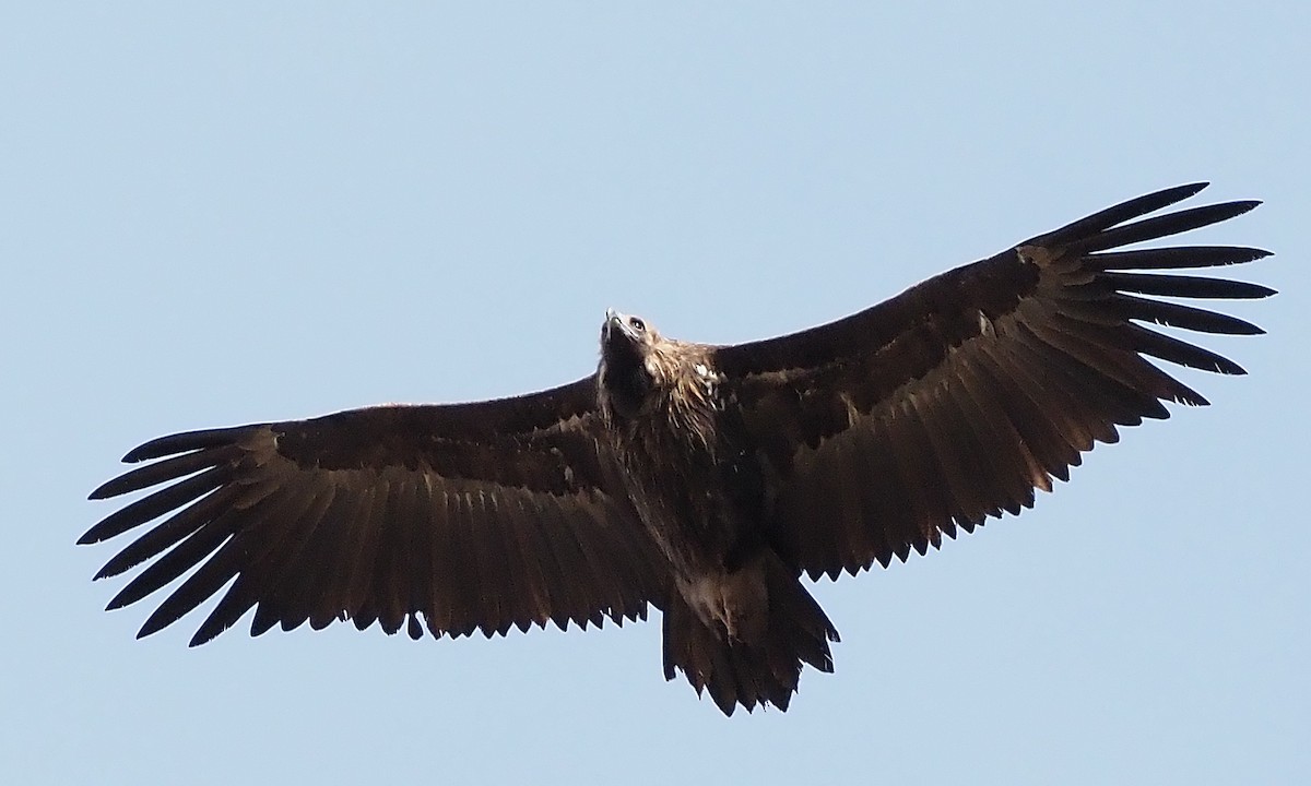 Buitre Negro - ML644987943