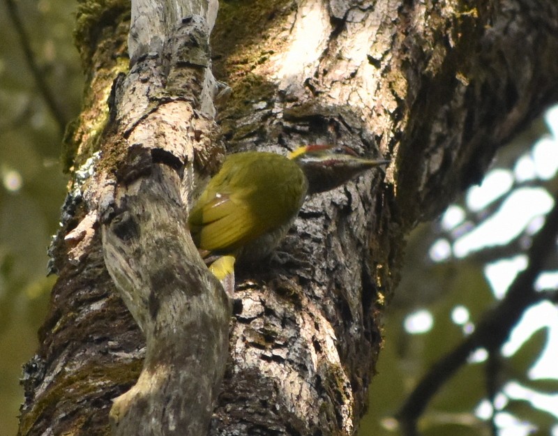 Lesser Yellownape - ML644987971