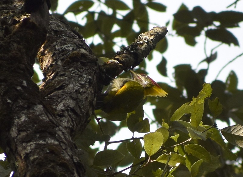 Lesser Yellownape - ML644987972
