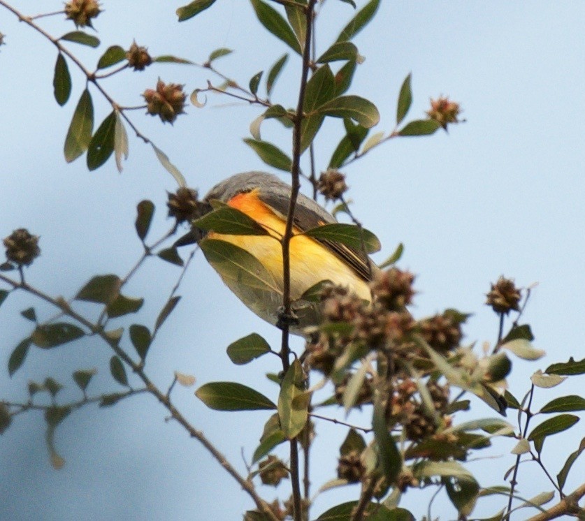 Zwergmennigvogel - ML644987986