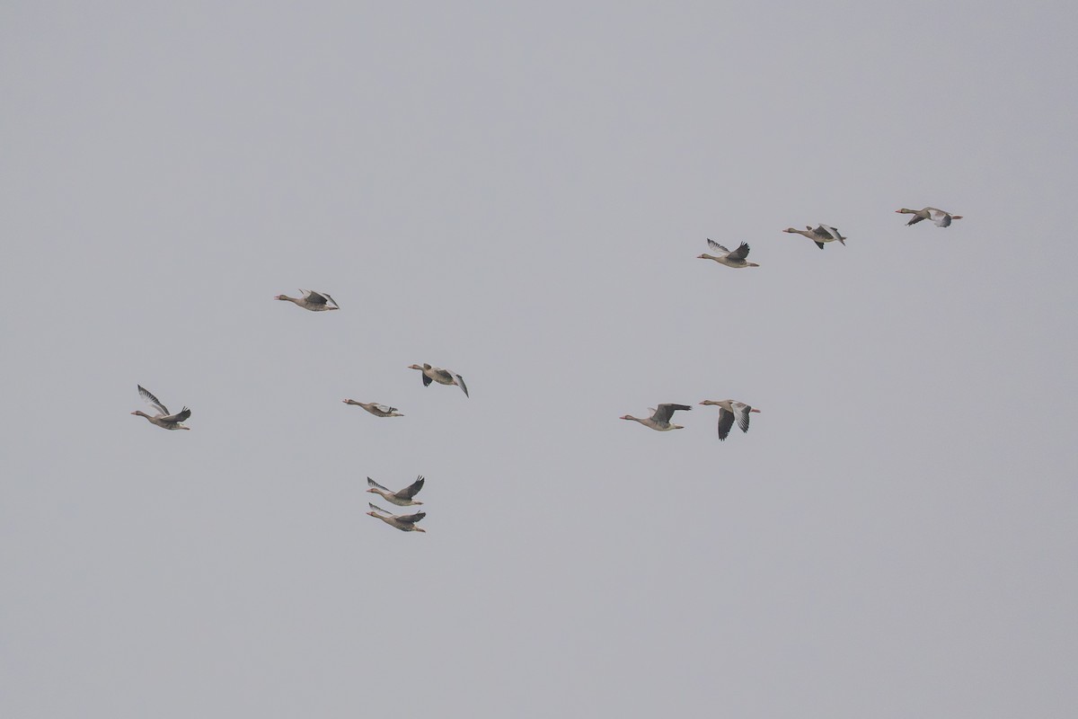 Oca selvatica - ML644988023