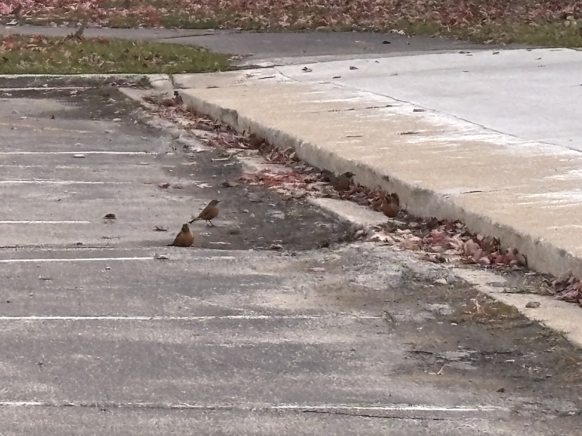 American Robin - ML644988038