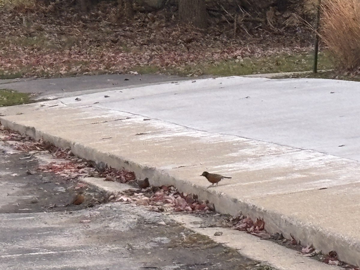 American Robin - ML644988039