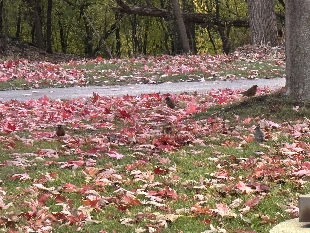American Robin - ML644988040