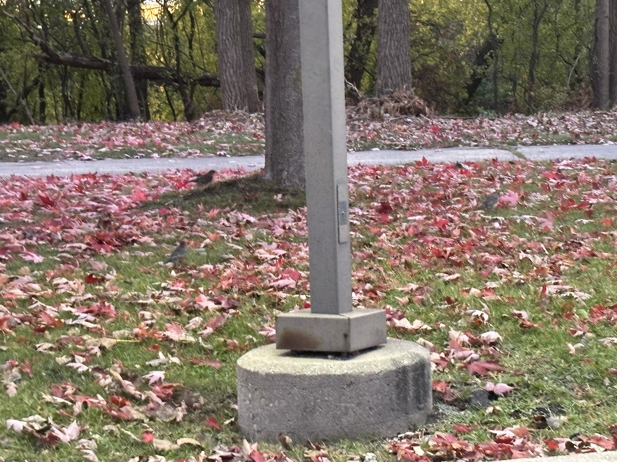 American Robin - ML644988041