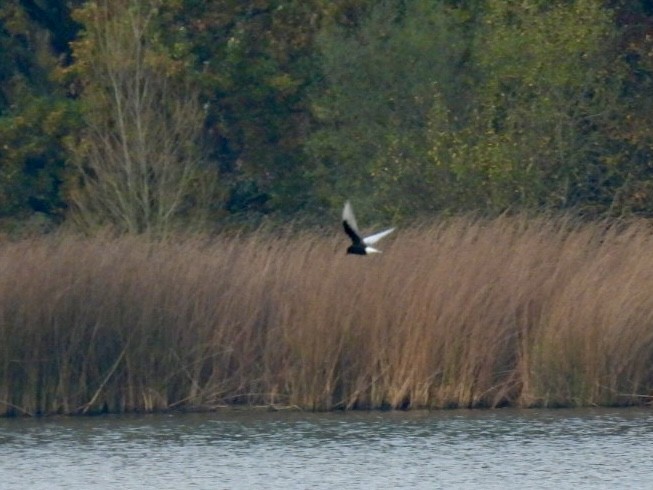 White-winged Tern - ML644988057