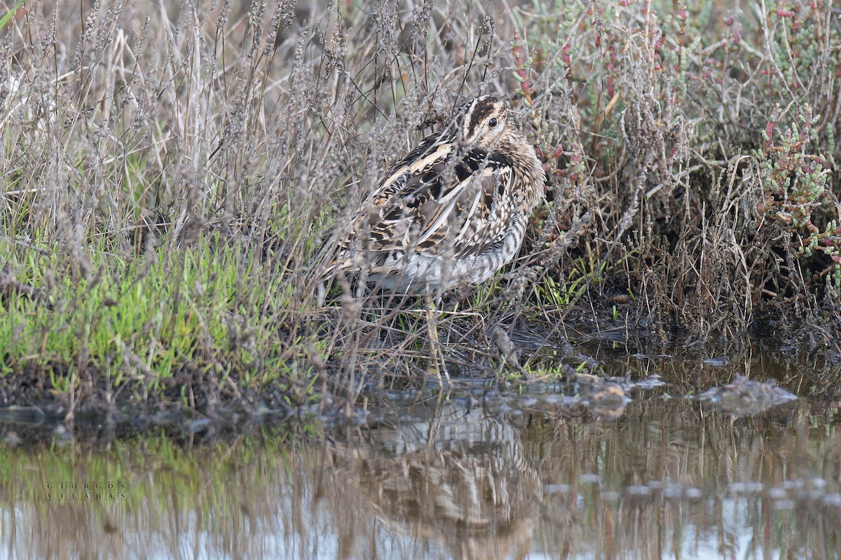 חרטומית ביצות - ML644988067