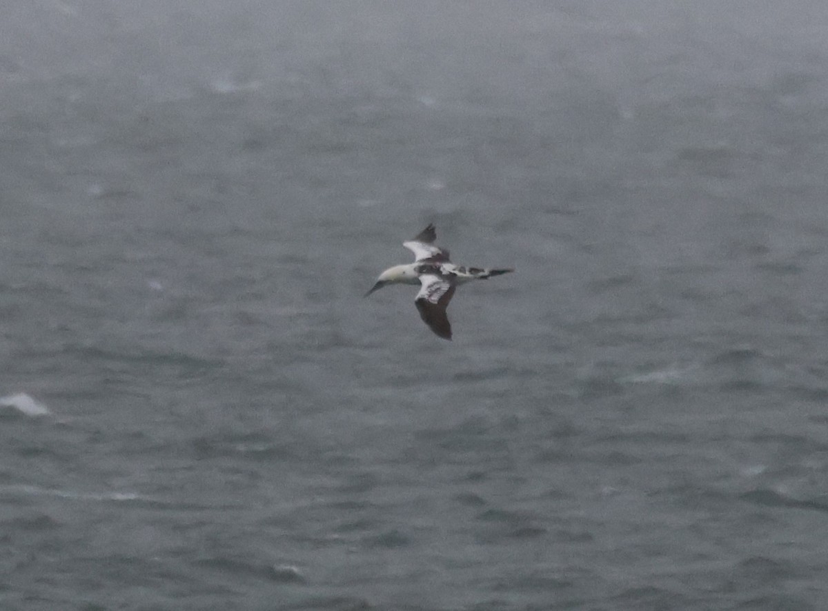 Northern Gannet - ML644988072