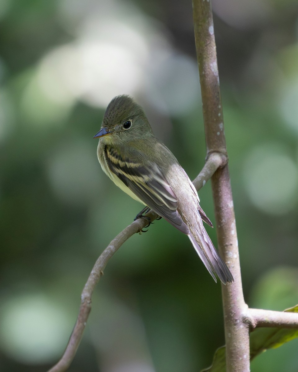 Acadian Flycatcher - ML644988073