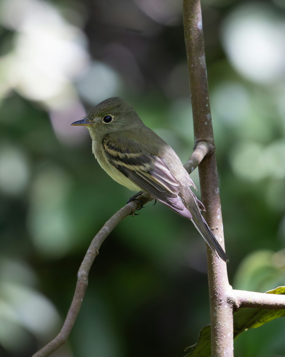 Acadian Flycatcher - ML644988074