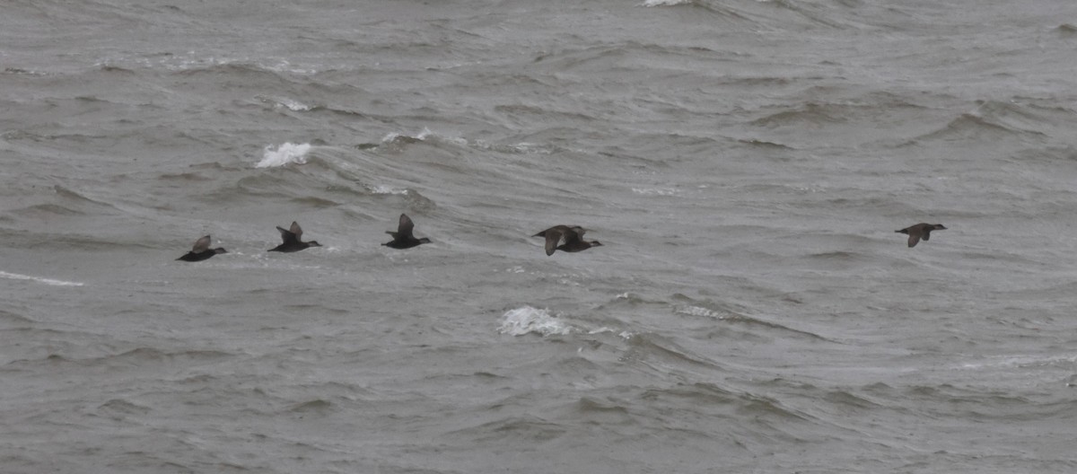 Black Scoter - ML644988076