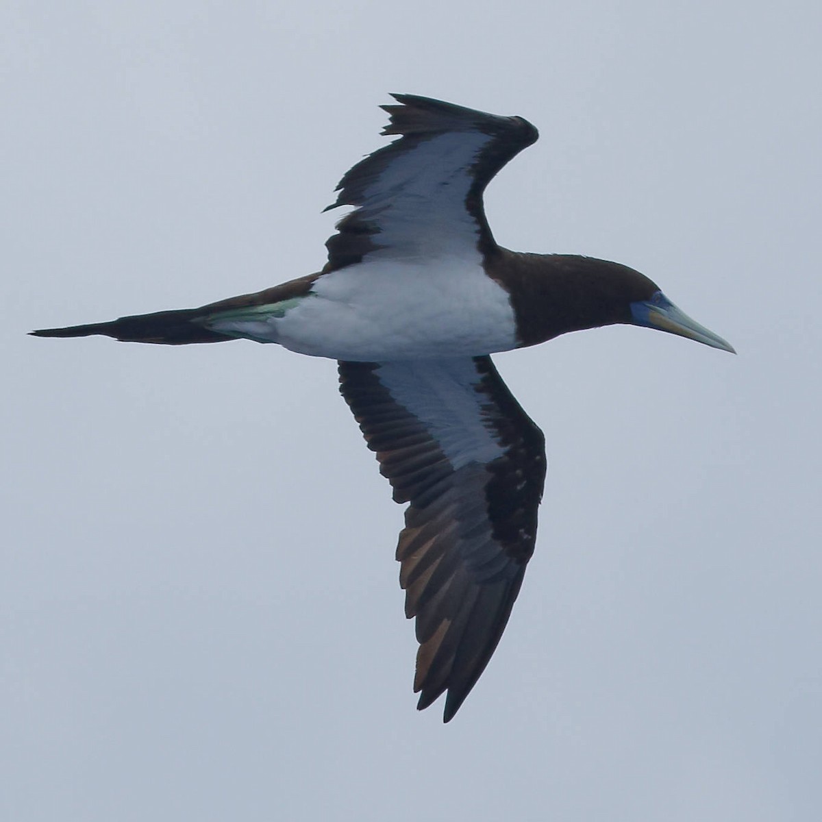 Brown Booby - ML644988112