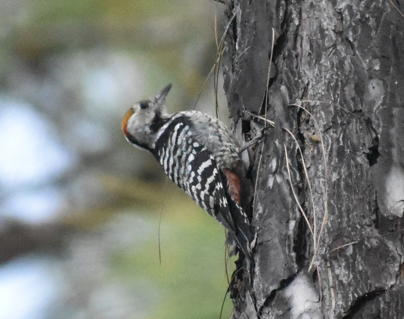 Brown-fronted Woodpecker - ML644988116