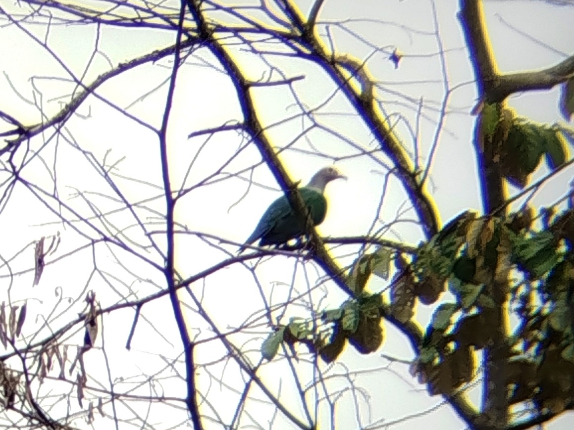 Green Imperial-Pigeon - ML644988117