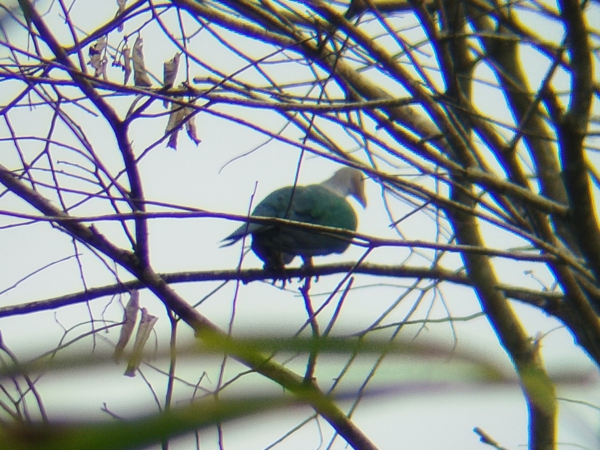 Green Imperial-Pigeon - ML644988118