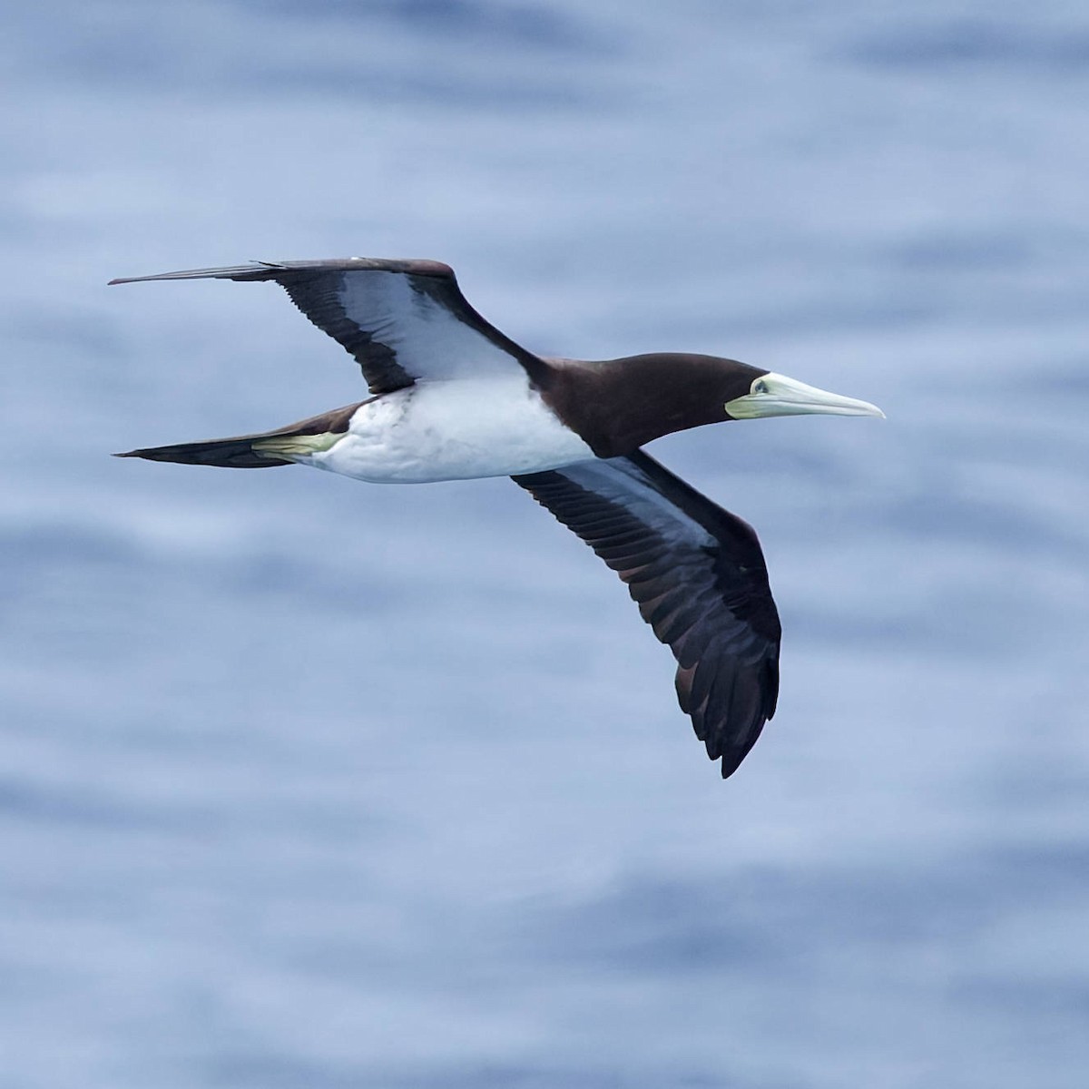 Brown Booby - ML644988124