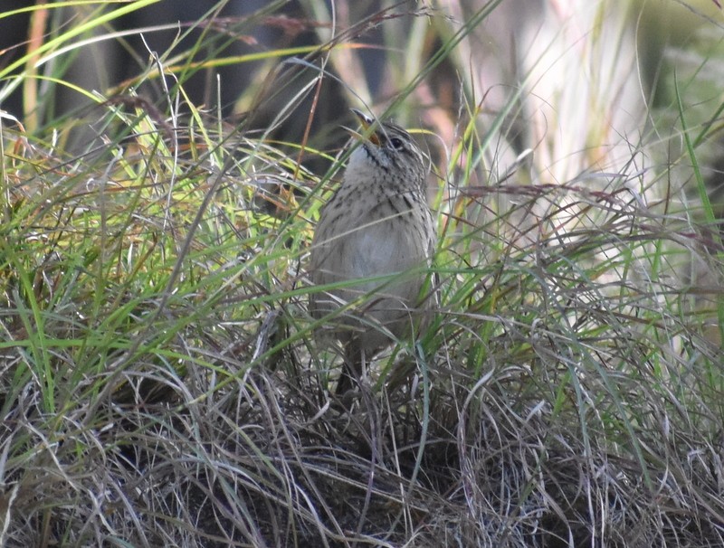 linduška himálajská - ML644988159